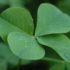 Debunking the History and Mystery Behind the Four-Leaf Clover