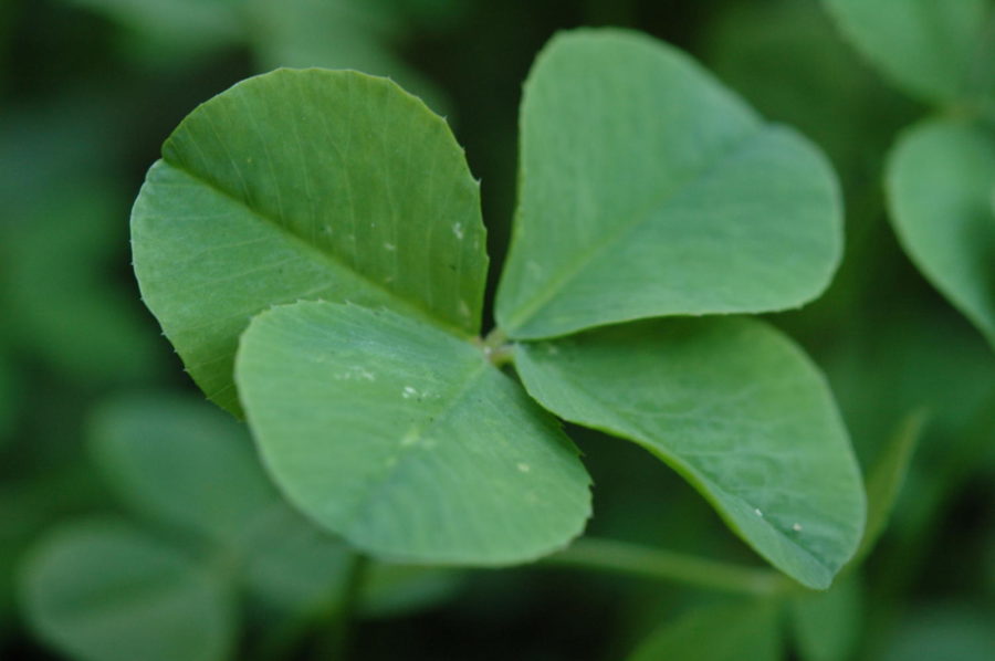 The+four-leaf+clover+is+a+rare+charm+that+most+people+associate+with+St.+Patrick%E2%80%99s+Day%2C+but+underneath+the+popularity+is+a+rich+and+complicated+history.
