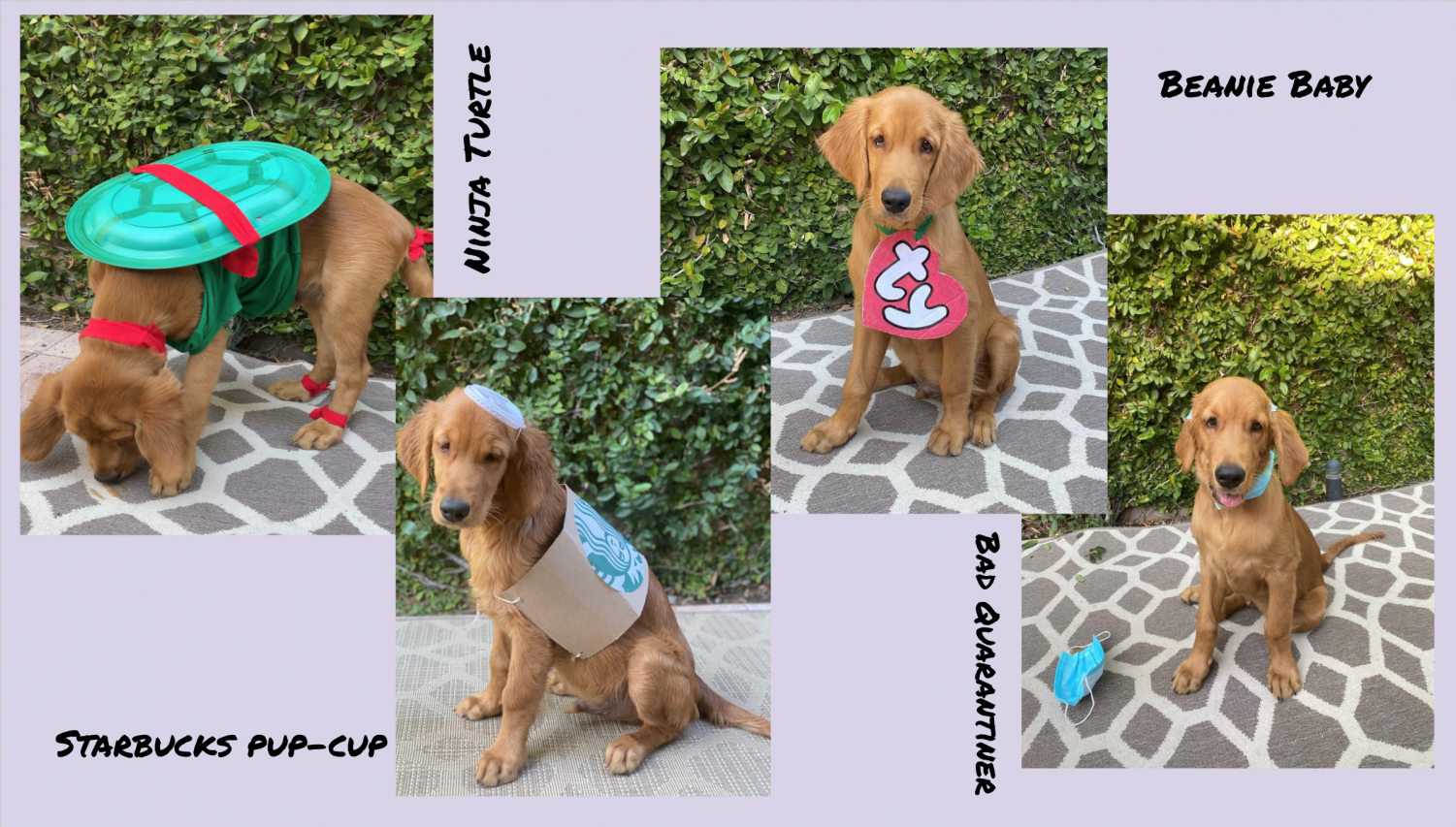 DIY Barista Golden Retriever Halloween Costume Tutorial