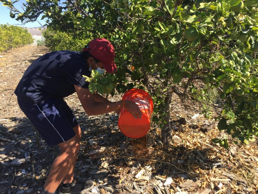 Freshman Mourya Nunna applies fertilizer to an orange tree while volunteering at Farm and Food Lab on Oct. 6. Farm and Food Lab club members bond and cooperate under the supervision of executive director of Farm and Food Lab at Great Park Nathan Gipple.
