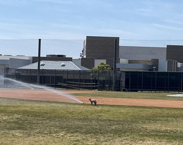 The baseball and softball teams’ have two coyotes each that are used to maintain the field after every game. Their permanent stances and realistic features discourage pests and manage wildlife on the field, being a long-term and low-maintenance solution that was first implemented in the fall of 2024, according to baseball coach and PE teacher Brian Resnick. 